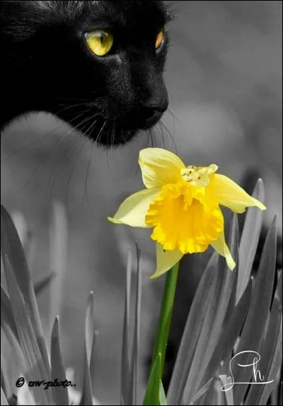 Qu chantait " J'ai connu Émilie aux premières jonquilles.
elle était si jolie des jonquilles aux derniers lilas" ?