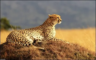 Le guépard se différencie des autres félins car :