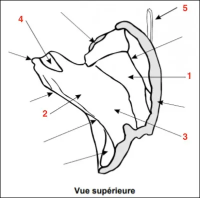 Où se situe le canal carotidien ?