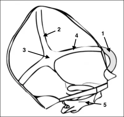Où se situe l'endinion ?