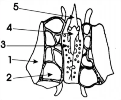 Où se situe le processus crita galli ?