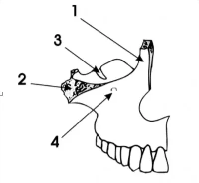 Comment se nomme le numéro 4 ?
