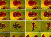 Quiz Le cycle cellulaire (1ère S)