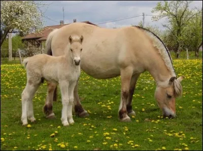 Le cheval fjord est ma race préférée.