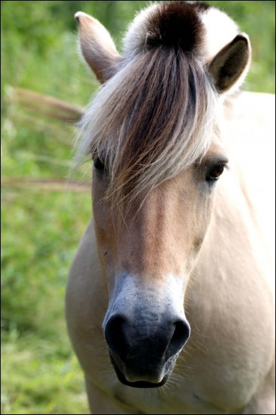 Le cheval fjord est appelé le petit cheval.