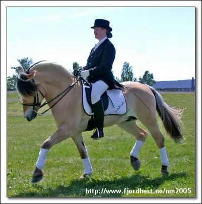 Le cheval fjord a comme nom scientifique fjord.