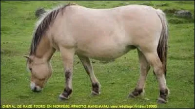 Le cheval fjord pèse entre 500 et 600 kg.