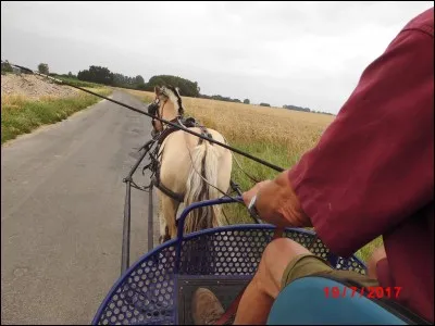 Le cheval fjord est principalement élevé en Allemagne, en France, en Amérique du Nord et en Australie.