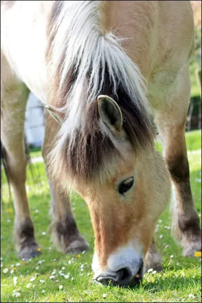 Le cheval fjord est considéré comme poney.
