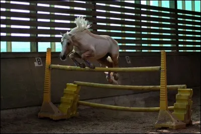 Le fjord est particulièrement utilisé pour le saut et le cross.