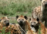 Quiz Animal