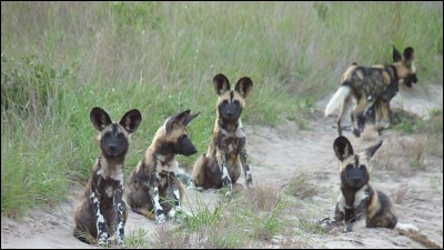 Ce sont des hyènes :