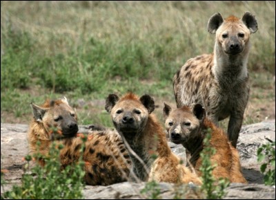 Ce sont des hyènes :