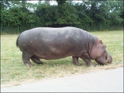 Les hippopotames sont des carnivores :