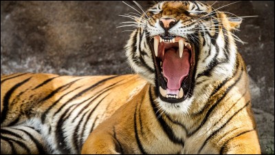 Les tigres vivent dans la savane :