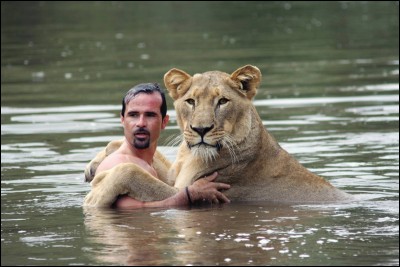 Les lions n'aiment pas l'eau :