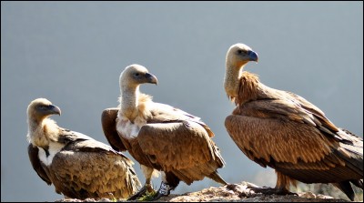 Ce sont des vautours :