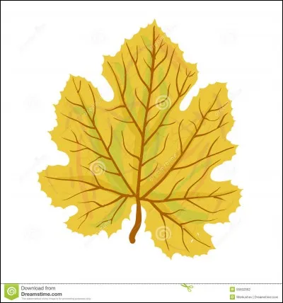 À quelle saison ramassons-nous les feuilles ?