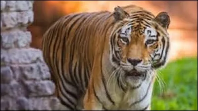 Comment s'appelle cet animal ?