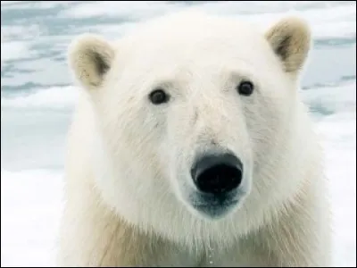 Où vit l'ours blanc ?