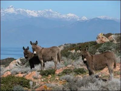 On le f&ecirc;te &agrave; Gal&eacute;ria, en Corse, en juin.