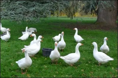Fait gras pour les f&ecirc;tes.