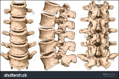 Comment dit-on "rachis lombaire" ?