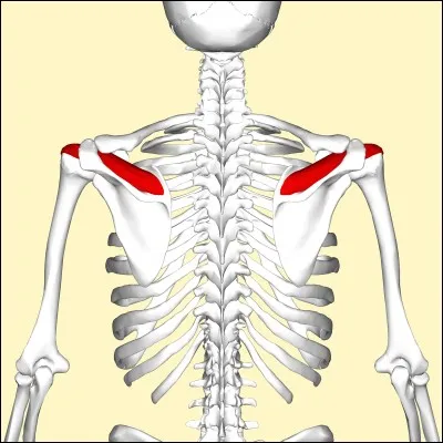 Maintenant passons à la myologie. Comment dit-on "supra-épineux" ?