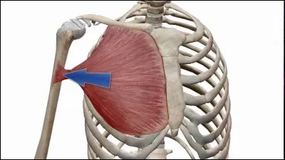 Petite question myologie, facile ! Comment dit-on "grand pectoral" ?