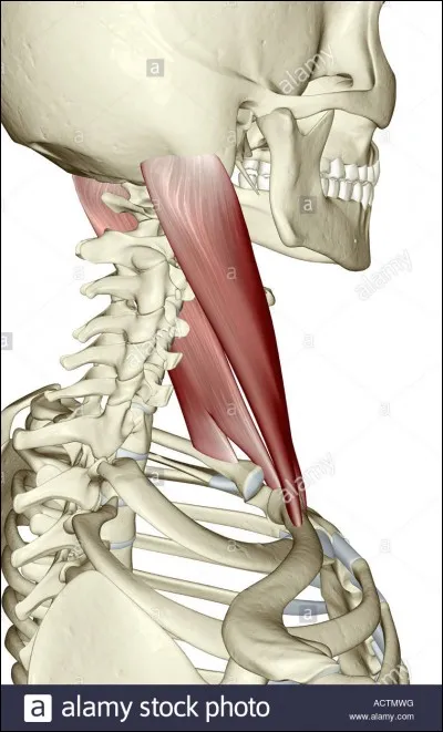 Dernière question de myologie, une difficile ! Comment dit-on "sterno-cléido-mastoïdien" ?