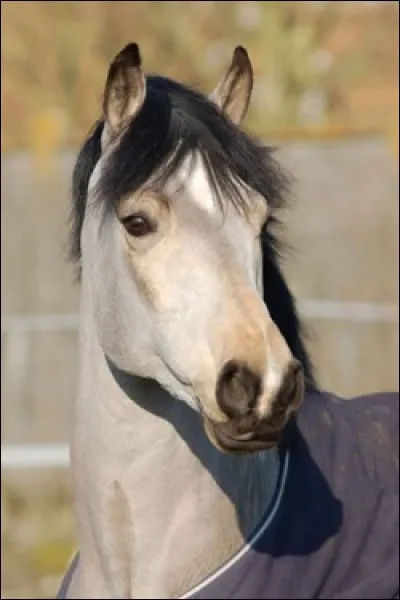 Quelle est cette race ?