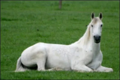 De quelle robe est ce cheval ?