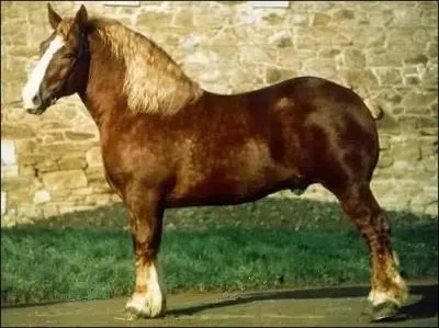 De quelle race est ce cheval ?