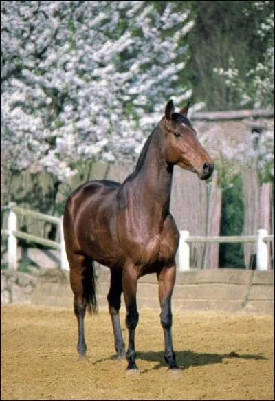 De quelle race est ce cheval ?