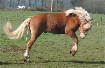 Ce poney est-il un Shetland ?