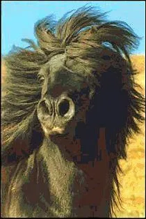 De quelle race est ce cheval ?