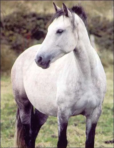 De quelle race est ce cheval ?