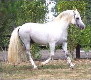 De quelle race est ce cheval ?