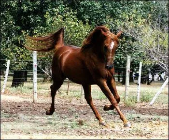 De quelle race est ce cheval ?