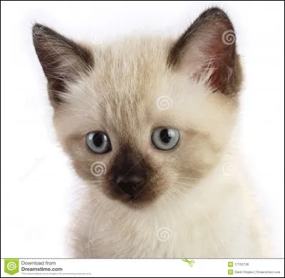 Quel type de chat est-ce ?