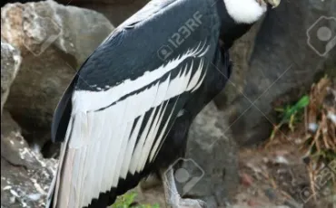 Quiz Rapaces