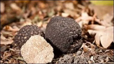 De quel légume la truffe est-elle une variété ?