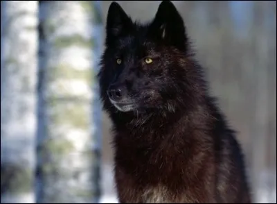 Grosse poutre de charpente, destinée à en soutenir de plus petites !