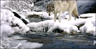 Insecte coléoptère, vivant dans les forêts de chênes et de châtaigniers !