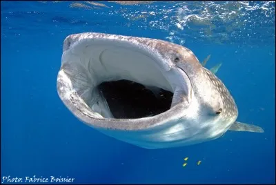 Quel animal est-ce ?