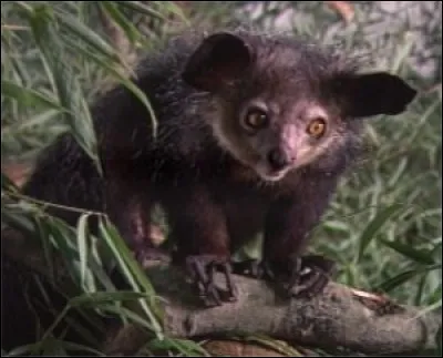 Quel animal est-ce ?