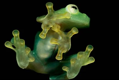 Quel animal est-ce ?