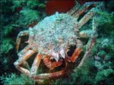 Quel est le nom de ce crustacé ?