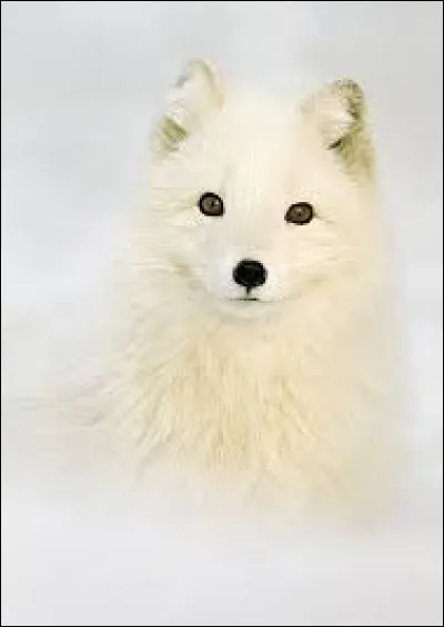 Pour Jean de La Fontaine, l'anagramme de "fumoir"...