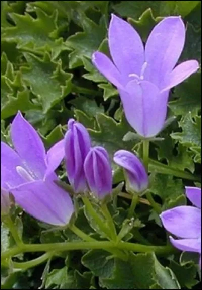 Que sont ces fleurs ?